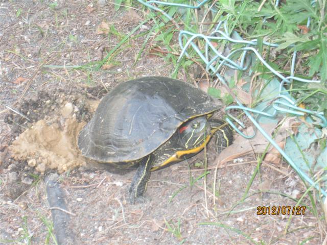 ファイル 1382-1.jpg