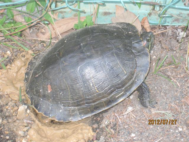 ファイル 1382-2.jpg