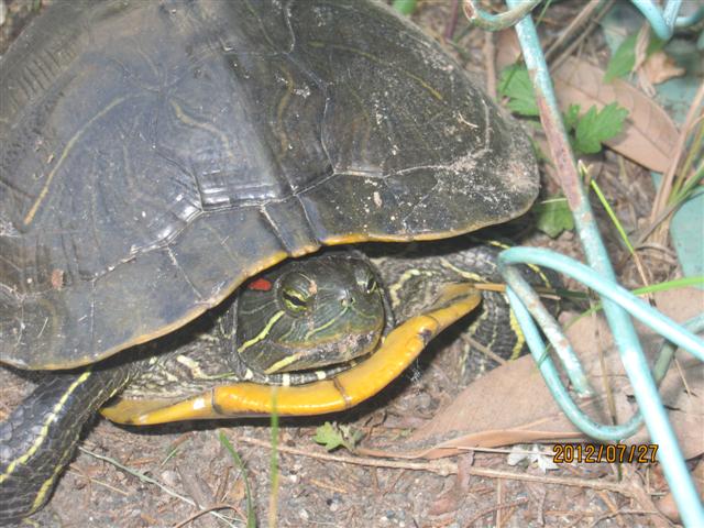 ファイル 1382-3.jpg