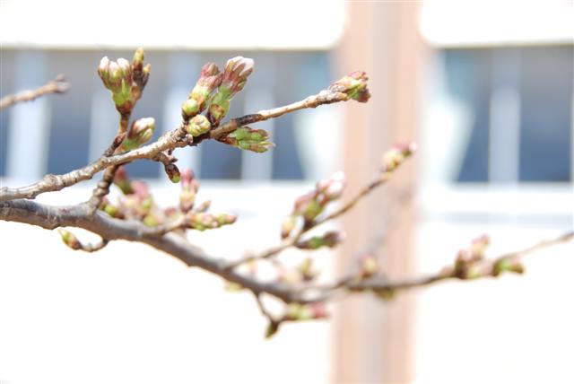 ファイル 1569-1.jpg