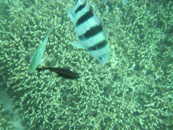 ファイル 2150-6.jpg