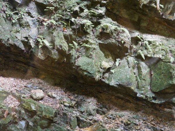 ファイル 2445-1.jpg