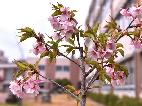 ファイル 2803-1.jpg