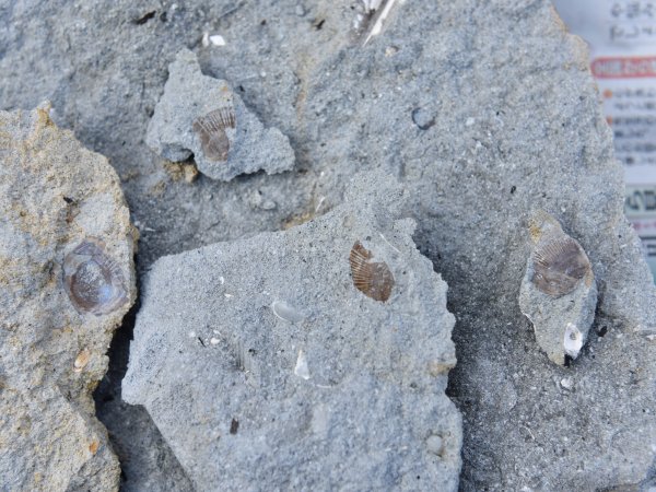 ファイル 3194-3.jpg