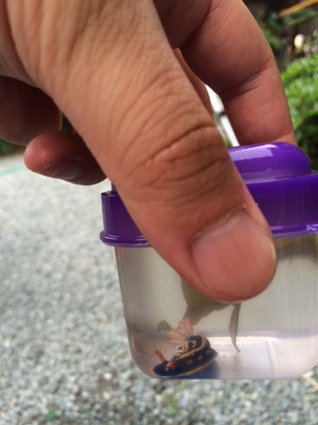 ファイル 3512-2.jpg