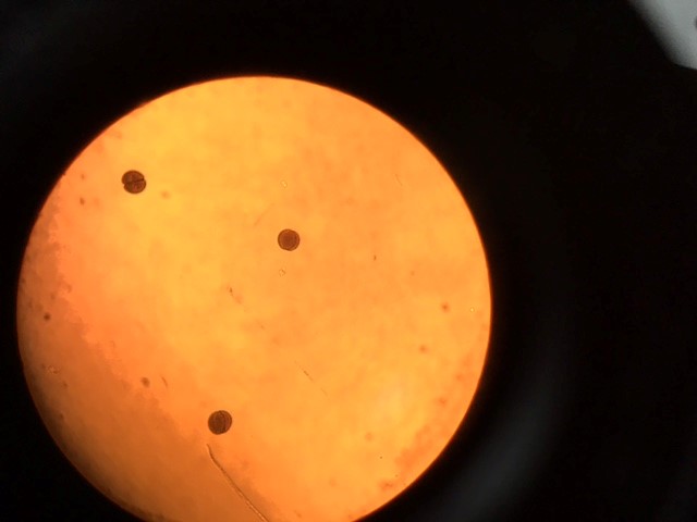 ファイル 3513-1.jpg