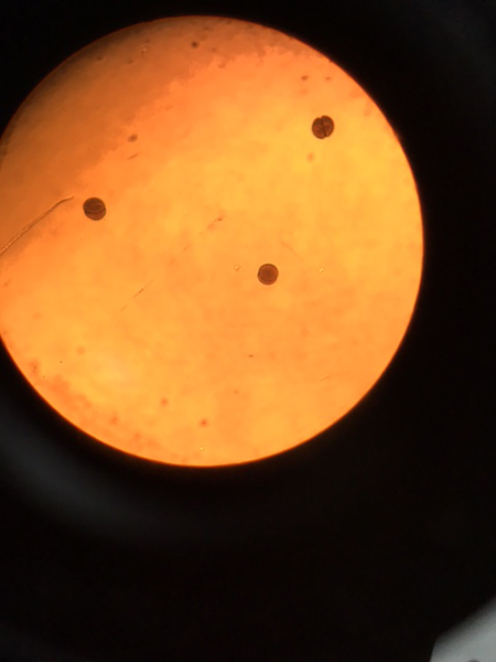 ファイル 3524-1.jpg