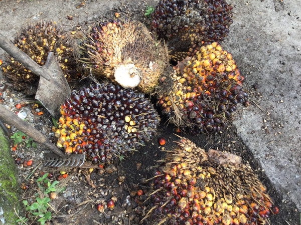 ファイル 4359-4.jpg